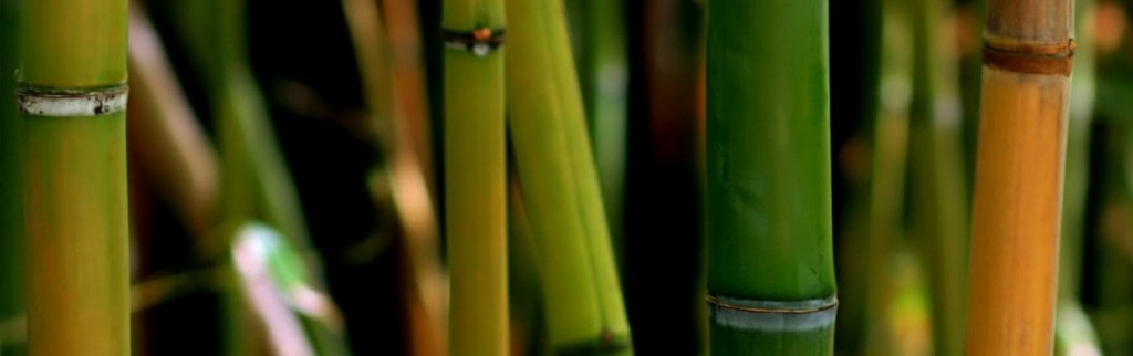 cropped-bamboo-close.jpg